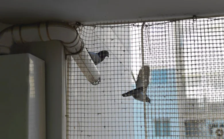 Dvě holuby u okna s ochrannou mříží na balkóně.