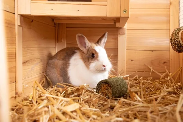 Rabbit in wooden hutch